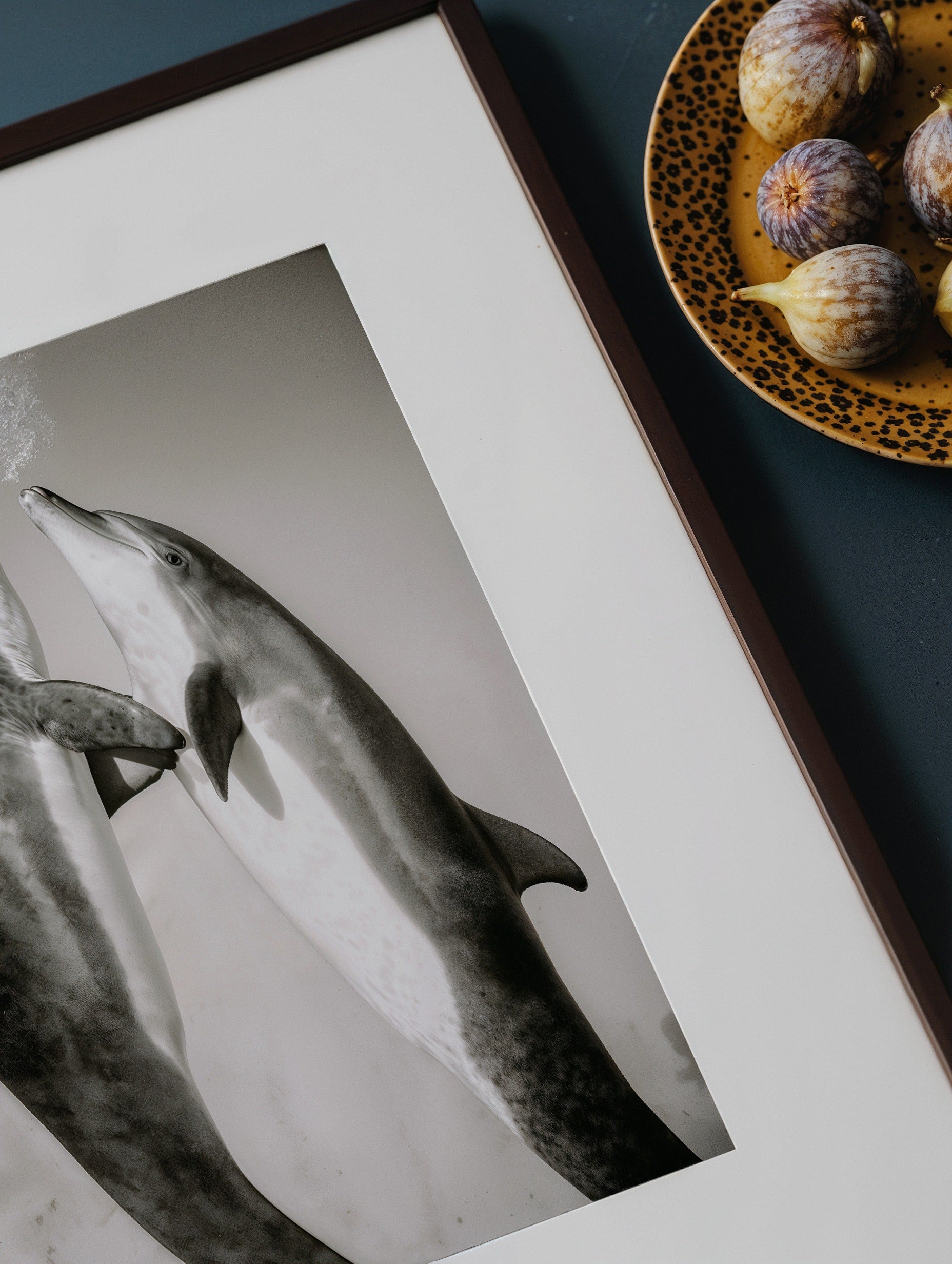 Dolphin Duo-3